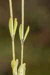 Shortleaf rose gentian